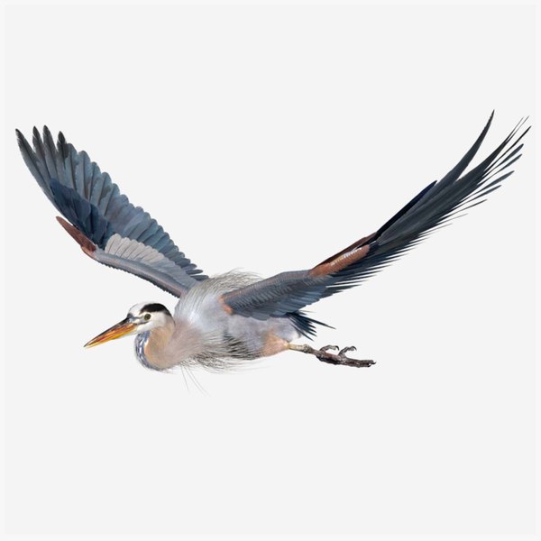 animation ardea herodias 3D model