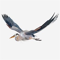 Great Blue Heron Ardea Herodias Animated
