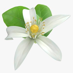 Prop 24 Citrus Blossoms Single Flower