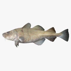 cod fish 3d model