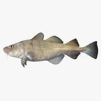 Cod