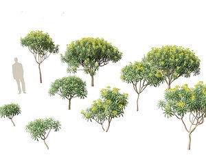 Euphorbia bourgeana - Tree Euphoria 3D