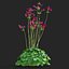 3D Aquilegia vulgaris ruby port flower model
