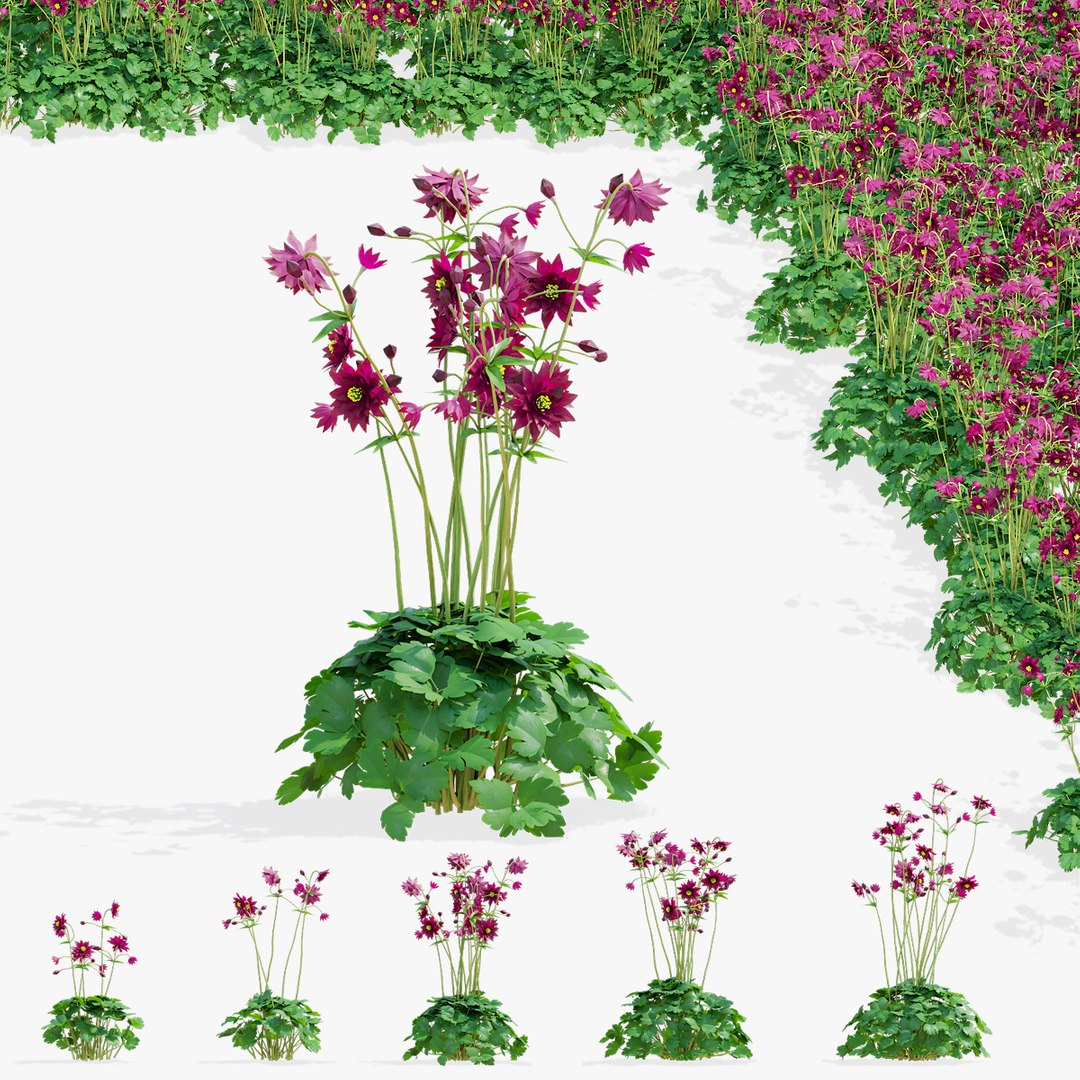 3D Aquilegia vulgaris ruby port flower model - TurboSquid 2058619