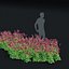 3D Aquilegia vulgaris ruby port flower model