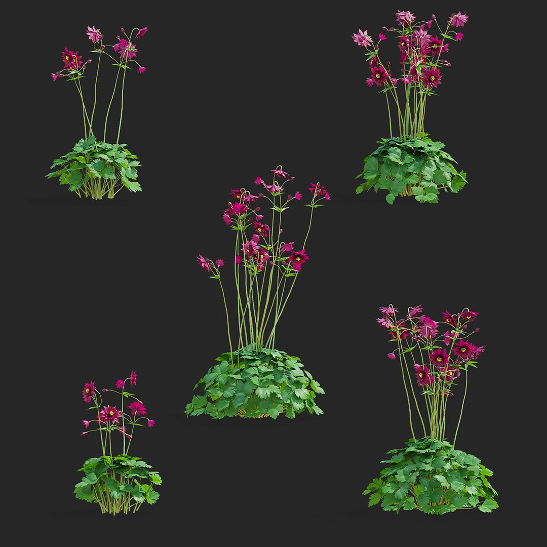 3D Aquilegia Vulgaris Ruby Port Flower Model - TurboSquid 2058619
