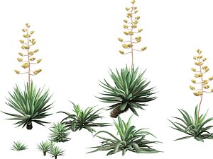 Agave angustifolia - Variegated Caribbean Agave