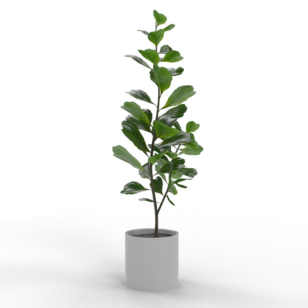 3D Model Ficus Lyrata - TurboSquid 1645742