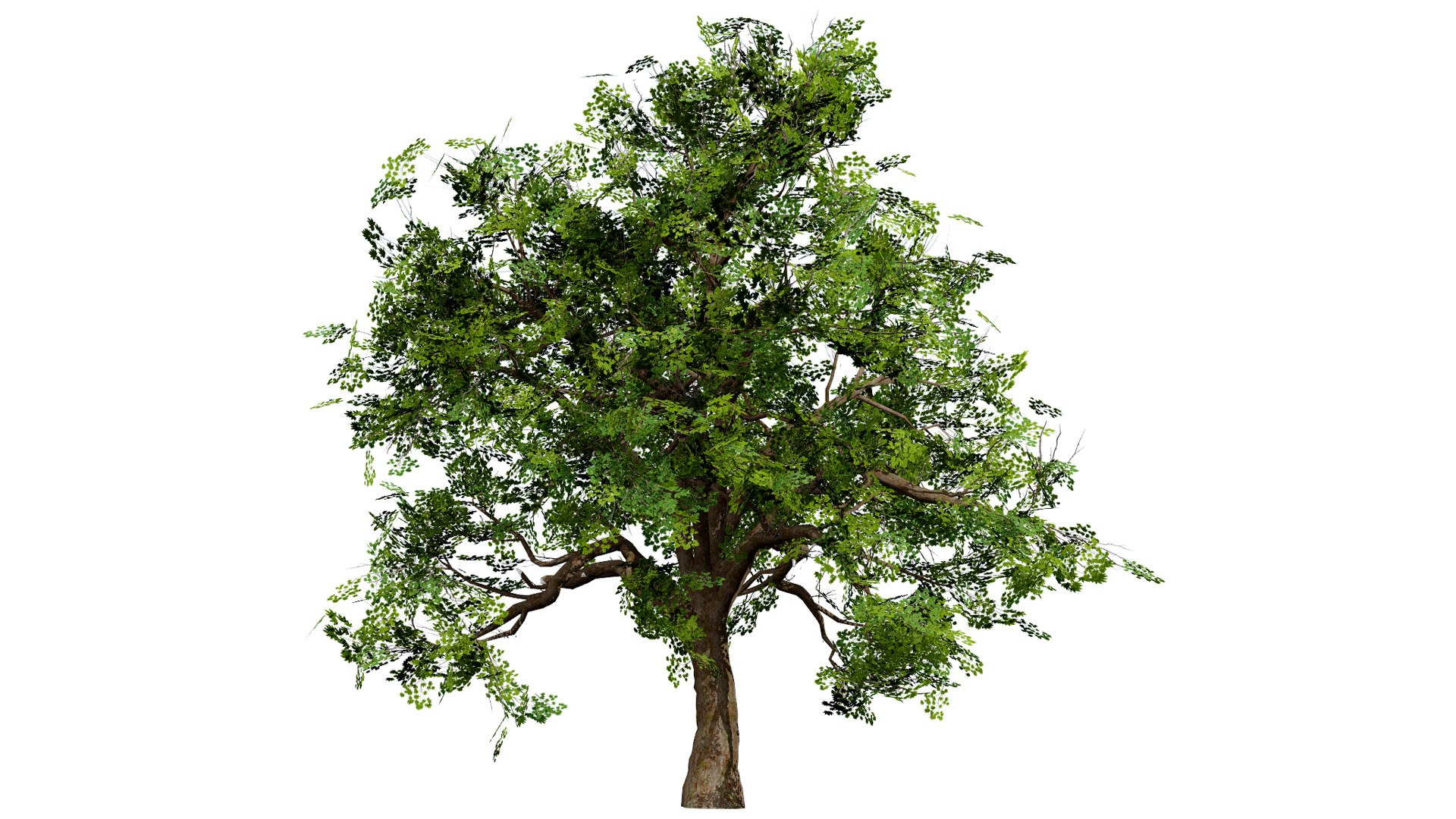 3D Flander Sycamore 3D Tree Pack https://p.turbosquid.com/ts-thumb/gv/DTrtzl/Fc/202l/jpg/1743020872/1920x1080/fit_q87/89dac395531e3133452b3d862489200ded5b2991/202l.jpg