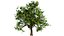 Flander Sycamore 3D Tree Pack
