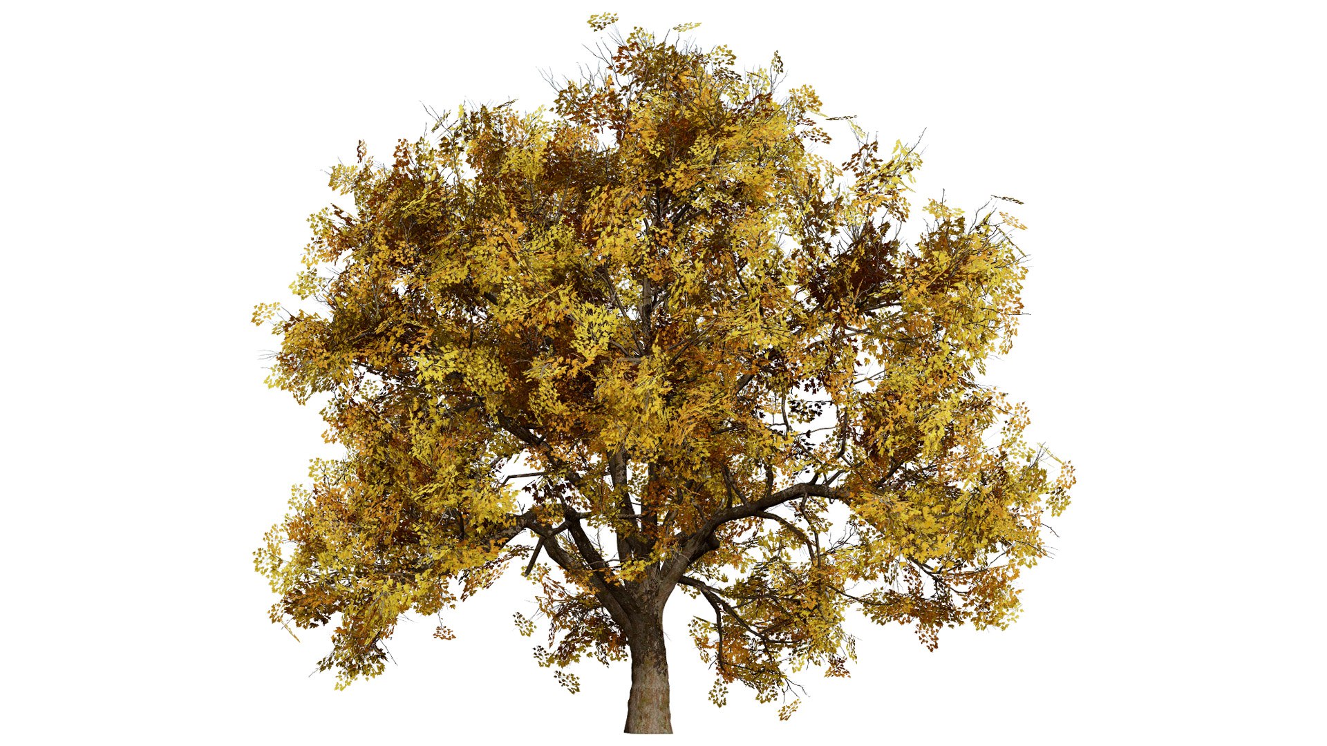 3D Flander Sycamore 3D Tree Pack https://p.turbosquid.com/ts-thumb/gv/DTrtzl/Vc/3l/jpg/1743020875/1920x1080/fit_q87/92eda87a448478fc4d5c77f817f99df37428db05/3l.jpg