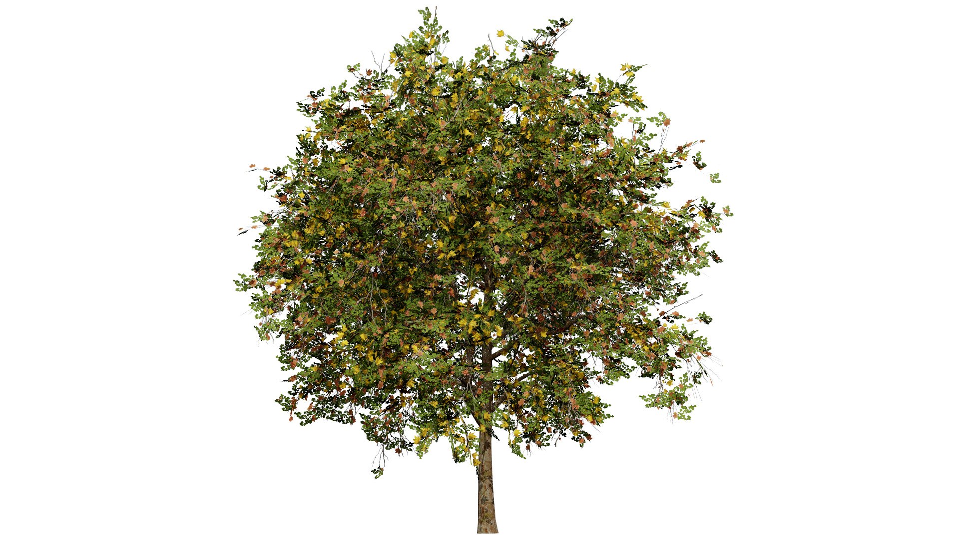 3D Flander Sycamore 3D Tree Pack https://p.turbosquid.com/ts-thumb/gv/DTrtzl/Ww/102l/jpg/1743020875/1920x1080/fit_q87/1d3d98516be316e1950b24fb8726efc5486a3787/102l.jpg