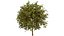 Flander Sycamore 3D Tree Pack