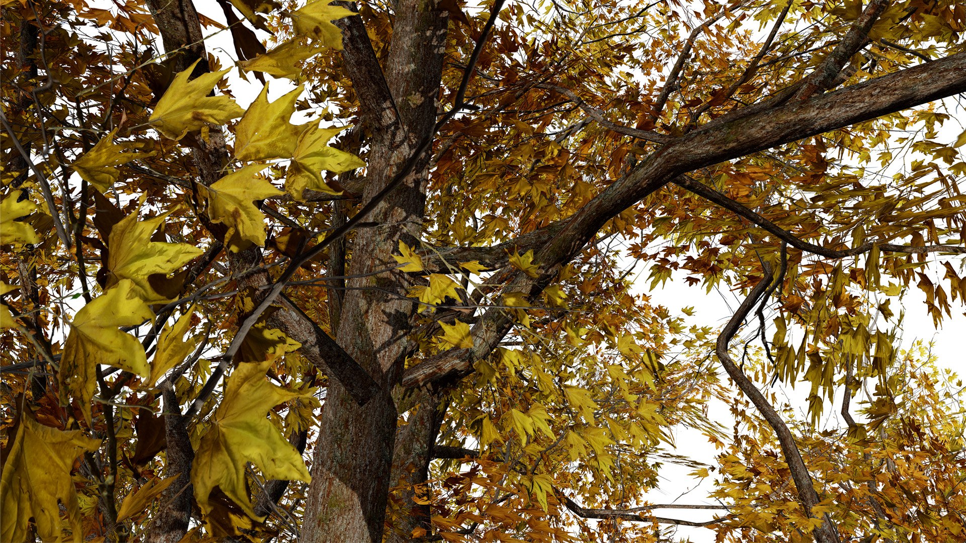 3D Flander Sycamore 3D Tree Pack https://p.turbosquid.com/ts-thumb/gv/DTrtzl/dM/3z456l/jpg/1743020877/1920x1080/fit_q87/24a7abc927c431a78586a349d3c6a62d8c2be28f/3z456l.jpg
