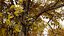 Flander Sycamore 3D Tree Pack