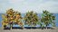 Flander Sycamore 3D Tree Pack