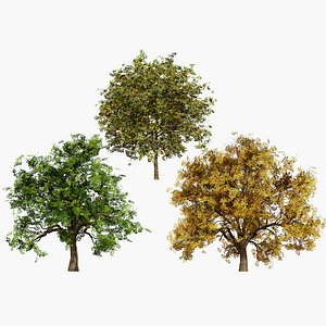 3D Flander Sycamore 3D Tree Pack