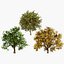 Flander Sycamore 3D Tree Pack