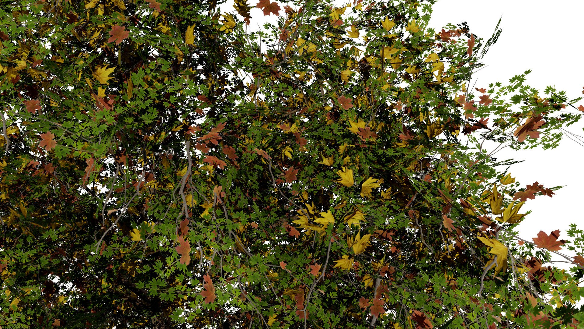 3D Flander Sycamore 3D Tree Pack https://p.turbosquid.com/ts-thumb/gv/DTrtzl/xQ/13l/jpg/1743020879/1920x1080/fit_q87/46f26387bad3d0743bd4118c1b2fa64caba06c5d/13l.jpg