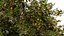 Flander Sycamore 3D Tree Pack