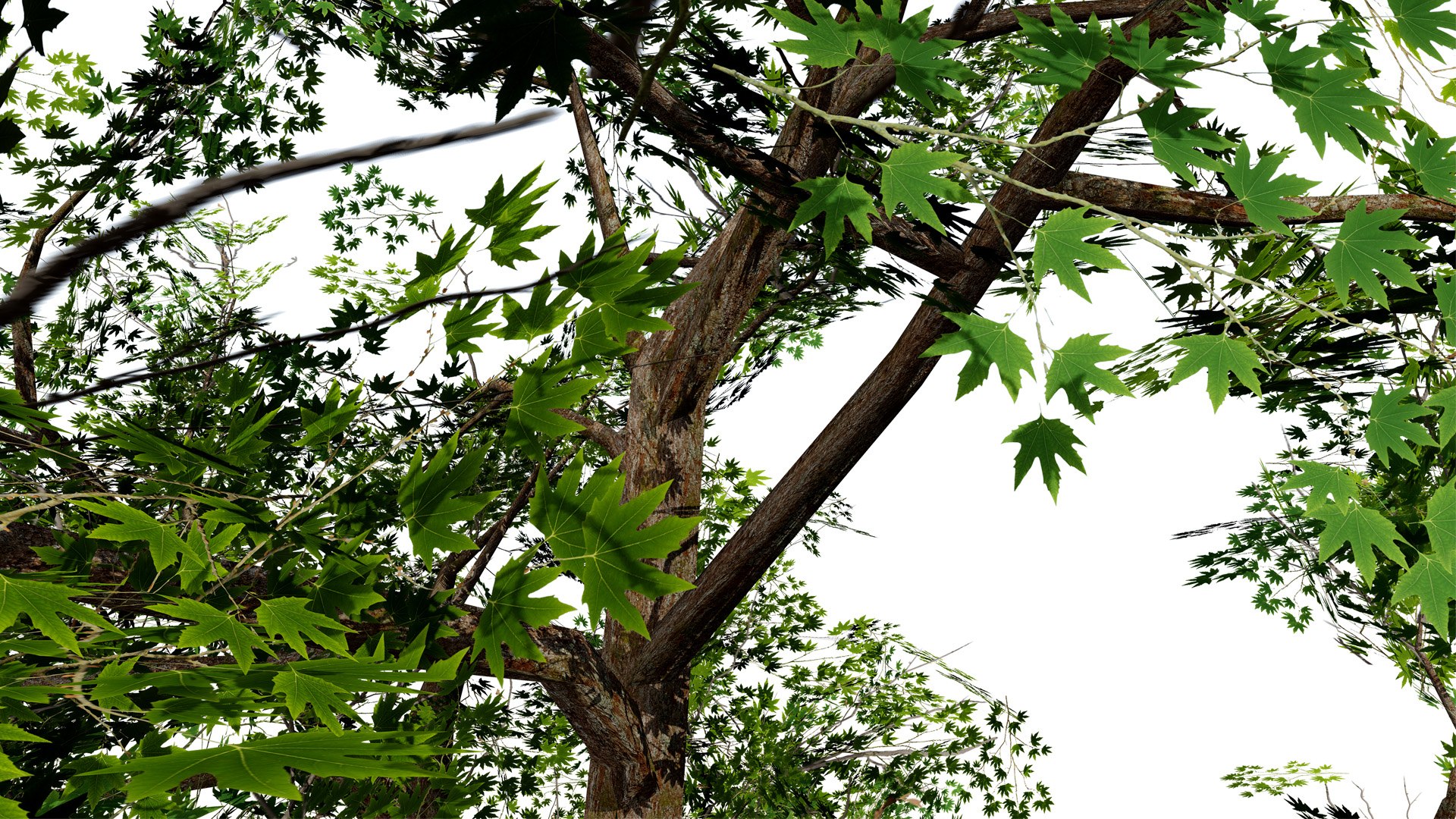 3D Flander Sycamore 3D Tree Pack https://p.turbosquid.com/ts-thumb/gv/DTrtzl/zN/2z31l/jpg/1743020874/1920x1080/fit_q87/326005e3084a7419d79e436f3ff7fc0c016223b0/2z31l.jpg