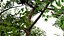 Flander Sycamore 3D Tree Pack