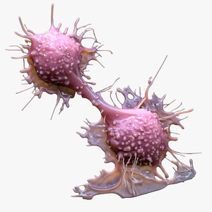 Cancer Cell Tumor 3D model