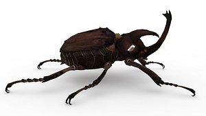 Stag Beetle