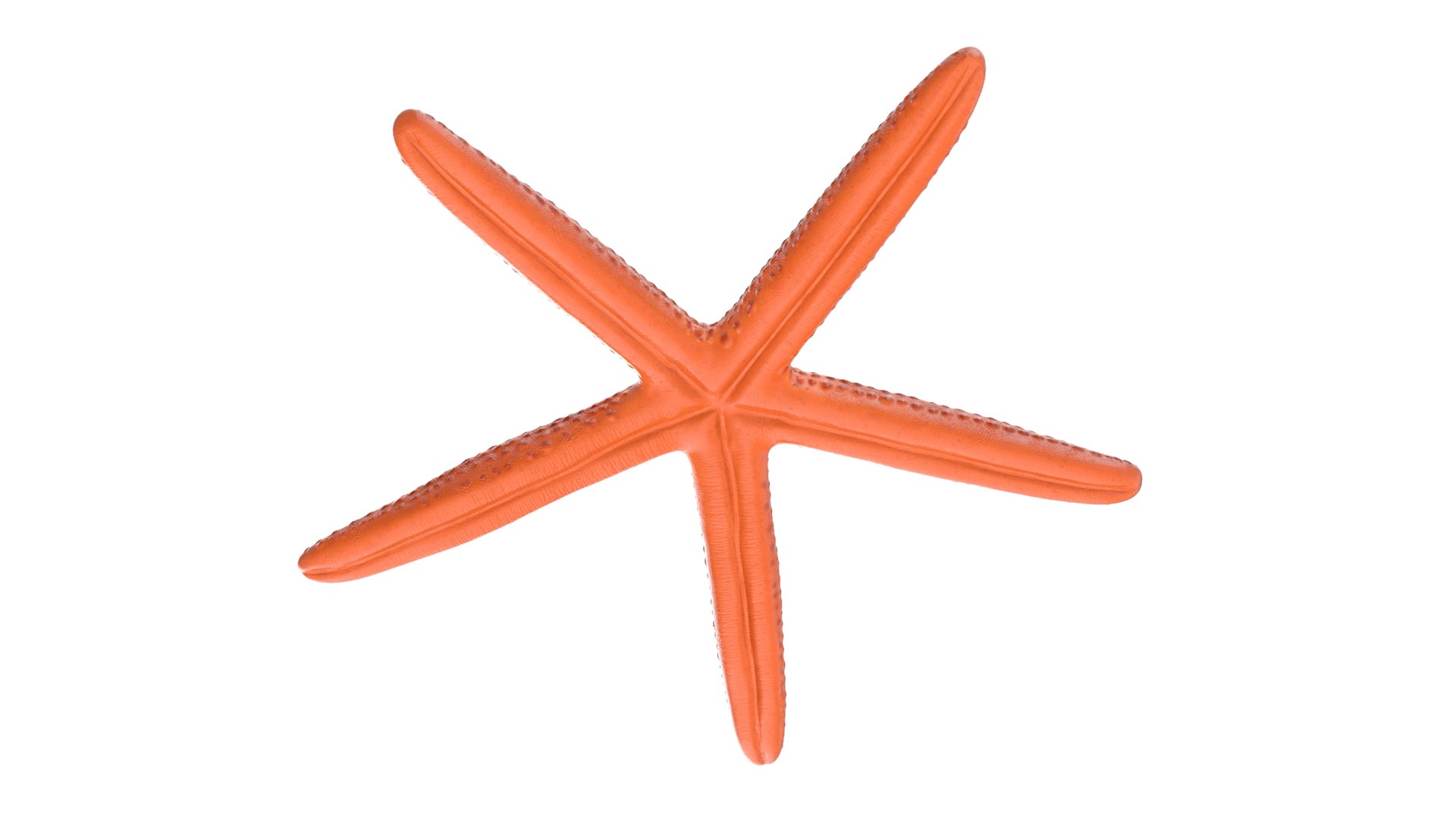 Red Sea Star Rigged for Maya 3D model https://p.turbosquid.com/ts-thumb/gv/Jna9pE/Td/redseastarriggedformaya3dsmodel007/jpg/1719892533/1920x1080/fit_q87/9bf1982fa8d3359492e22079b3162fc1f9c0e2e3/redseastarriggedformaya3dsmodel007.jpg
