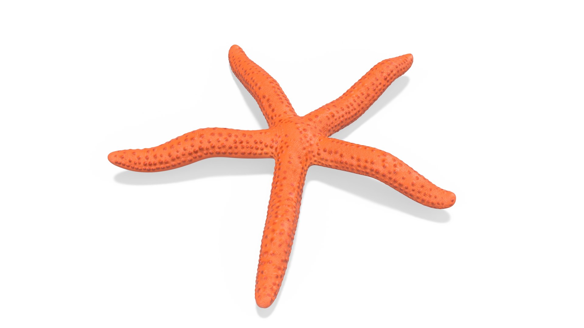 Red Sea Star Rigged for Maya 3D model https://p.turbosquid.com/ts-thumb/gv/Jna9pE/iH/redseastarriggedformaya3dsmodel006/jpg/1719892529/1920x1080/fit_q87/5f0a96b8e26fdfd872ba68e7ec0f5521455396ff/redseastarriggedformaya3dsmodel006.jpg