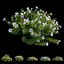 Plant Flower set 17