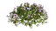 Plant Flower set 17