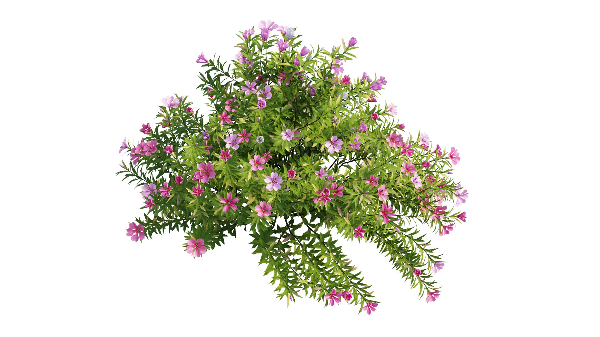 3D model plant flower set 17 https://p.turbosquid.com/ts-thumb/gv/MubBLW/KOrvpEfK/7_interactivelightmix/png/1603803923/1920x1080/fit_q87/02586f90a7641f8eaeefc85ebf26a4ad2aad3411/7_interactivelightmix.jpg
