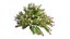 Plant Flower set 17
