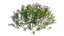 Plant Flower set 17