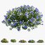 Plant Flower set 17