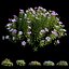 Plant Flower set 17