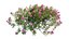 Plant Flower set 17