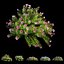 Plant Flower set 17