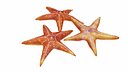 Sea Star