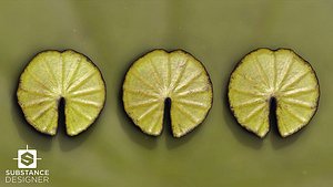 Water Lily PBR Texture