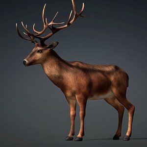Deer-E2 model
