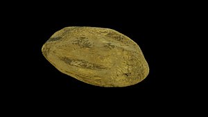 A rock