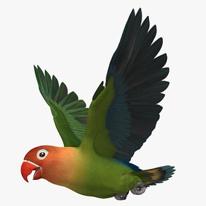 Agapornis Fischeri "Fischer's Lovebird"