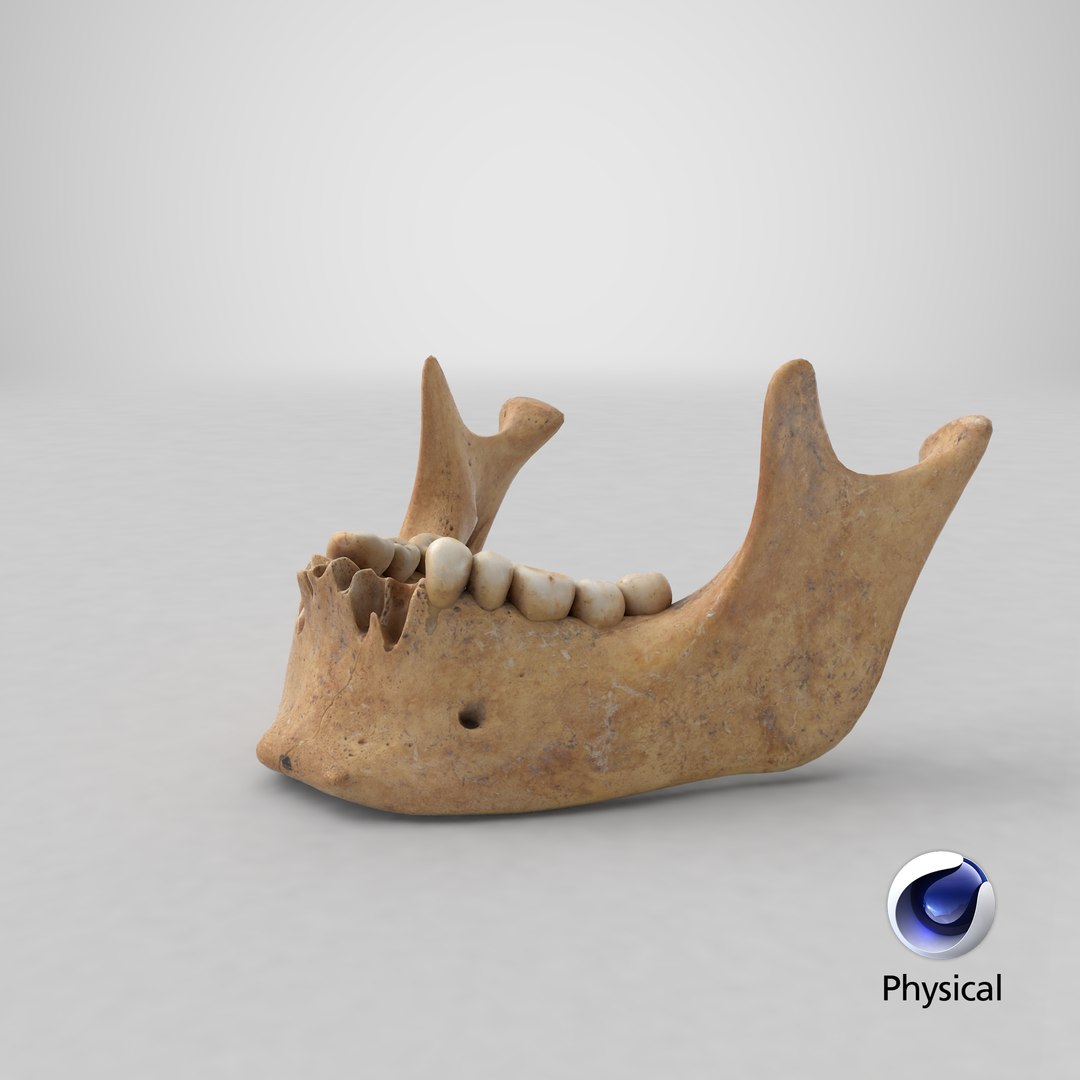 Human Jawbone Mandible 01 3d Model Turbosquid 1426804 