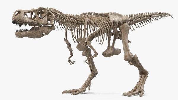 Tiranossauro rex osso de dinossauro esqueleto pé, garra, diversos, imagem  Formatos de arquivo png