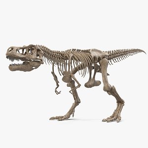 Tyrannosaurus Rex Skeleton Fossil Walking Pose