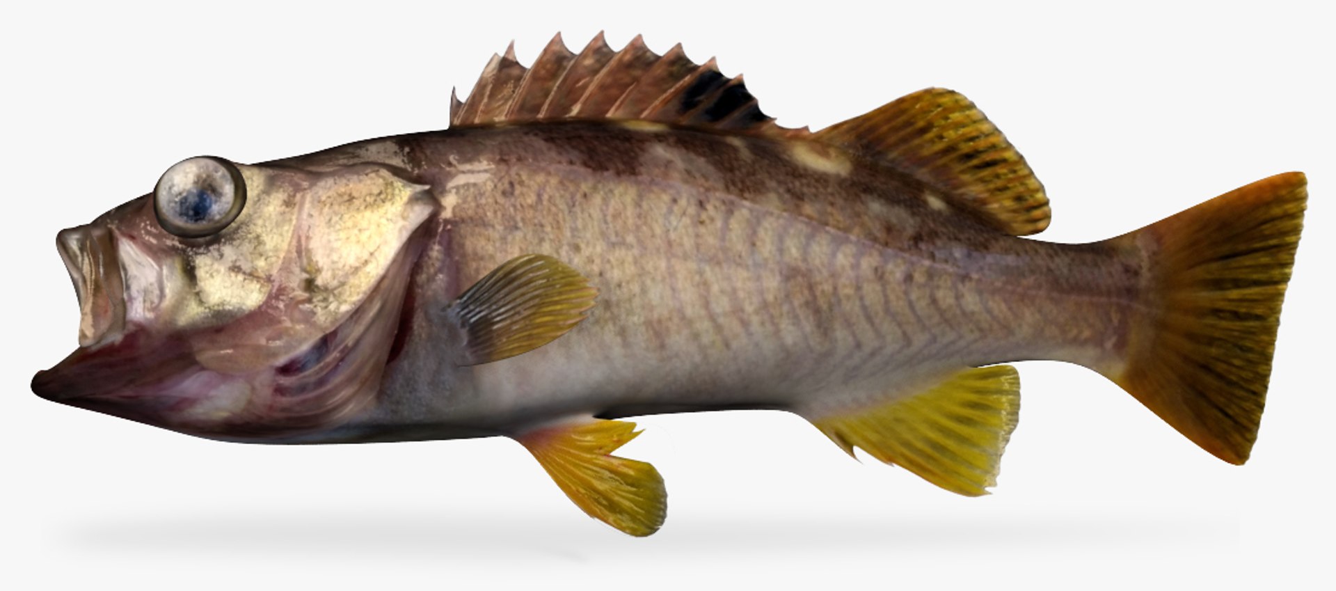 3d model olive rockfish