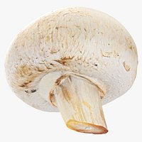 Champignon Mushroom 03