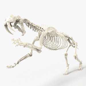 Smilodon Prehistoric Lion - Saber-toothed tiger Skeleton Skull